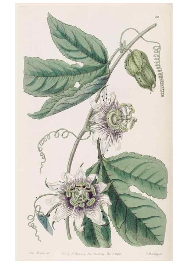 Reproducción/Reproduction 8387223380: Edwards's botanical register.. London :James Ridgway,1829-1847.