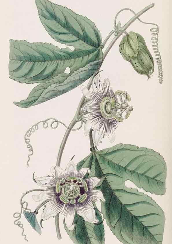 Reproducción/Reproduction 8387223380: Edwards's botanical register.. London :James Ridgway,1829-1847.