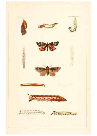 Reproducción/Reproduction 8388631587: Entomological correspondence of Thaddeus William Harris, M. D.;. Boston,Boston Society of Natural History,1869.