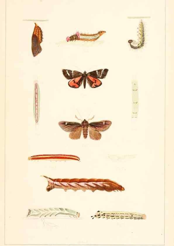 Reproducción/Reproduction 8388631587: Entomological correspondence of Thaddeus William Harris, M. D.;. Boston,Boston Society of Natural History,1869.