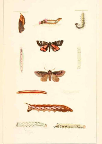 Reproducción/Reproduction 8388631587: Entomological correspondence of Thaddeus William Harris, M. D.;. Boston,Boston Society of Natural History,1869.