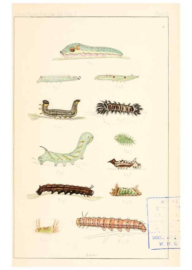Reproducción/Reproduction 8388631913: Entomological correspondence of Thaddeus William Harris, M. D.;. Boston,Boston Society of Natural History,1869.