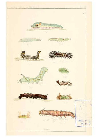 Reproducción/Reproduction 8388631913: Entomological correspondence of Thaddeus William Harris, M. D.;. Boston,Boston Society of Natural History,1869.