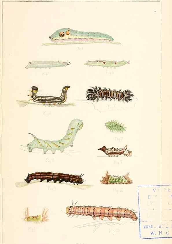 Reproducción/Reproduction 8388631913: Entomological correspondence of Thaddeus William Harris, M. D.;. Boston,Boston Society of Natural History,1869.