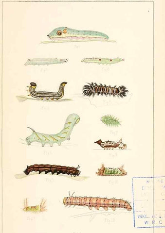 Reproducción/Reproduction 8388631913: Entomological correspondence of Thaddeus William Harris, M. D.;. Boston,Boston Society of Natural History,1869.