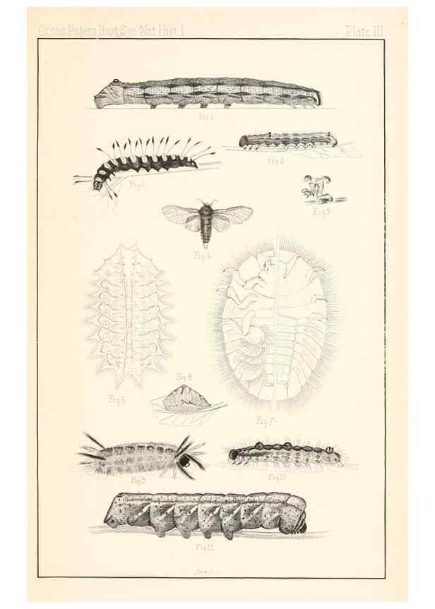 Reproducción/Reproduction 8388632289: Entomological correspondence of Thaddeus William Harris, M. D.;. Boston,Boston Society of Natural History,1869.