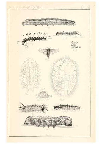Reproducción/Reproduction 8388632289: Entomological correspondence of Thaddeus William Harris, M. D.;. Boston,Boston Society of Natural History,1869.