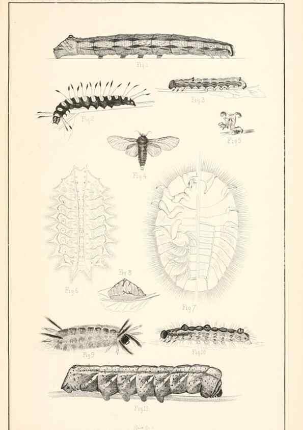 Reproducción/Reproduction 8388632289: Entomological correspondence of Thaddeus William Harris, M. D.;. Boston,Boston Society of Natural History,1869.