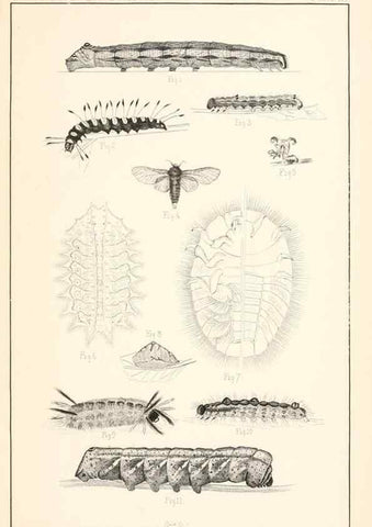 Reproducción/Reproduction 8388632289: Entomological correspondence of Thaddeus William Harris, M. D.;. Boston,Boston Society of Natural History,1869.
