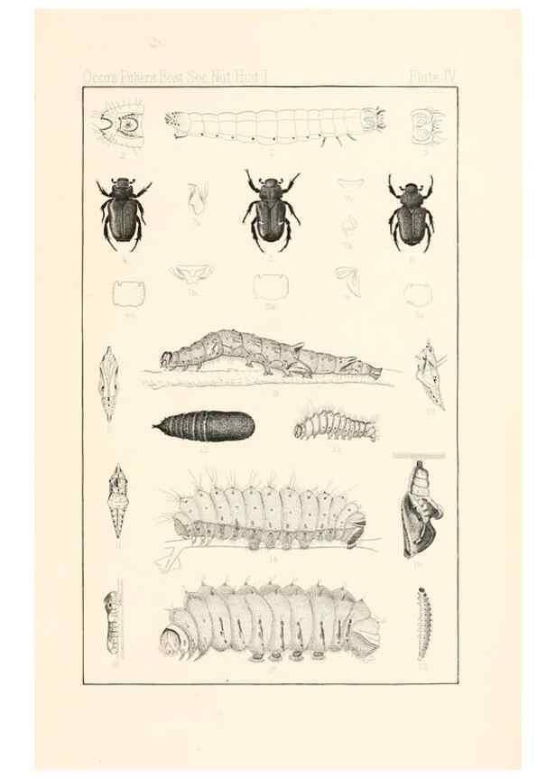 Reproducción/Reproduction 8389719374: Entomological correspondence of Thaddeus William Harris, M. D.;. Boston,Boston Society of Natural History,1869.