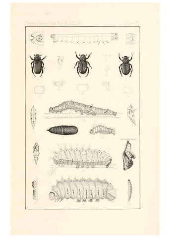 Reproducción/Reproduction 8389719374: Entomological correspondence of Thaddeus William Harris, M. D.;. Boston,Boston Society of Natural History,1869.