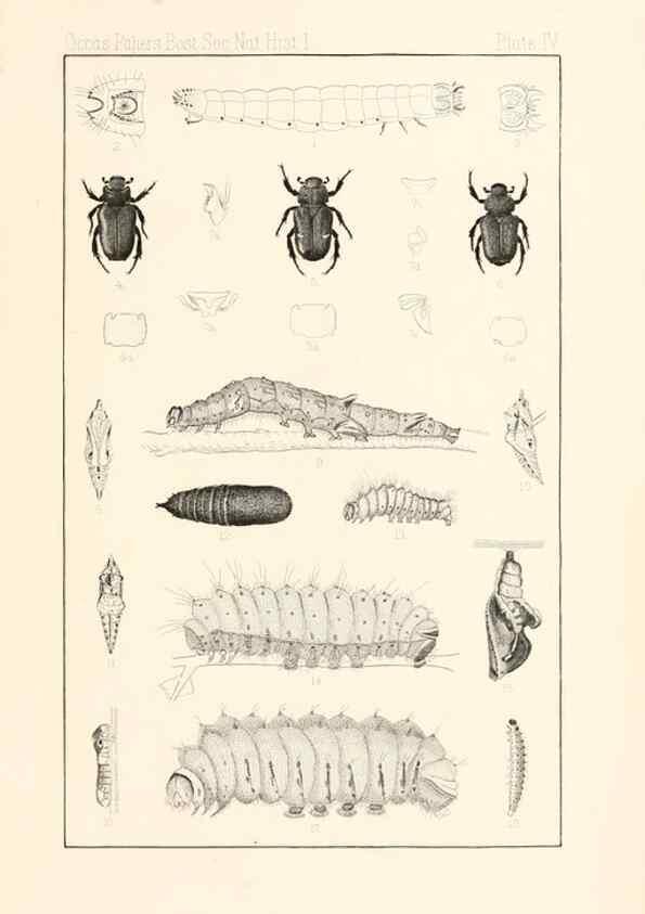 Reproducción/Reproduction 8389719374: Entomological correspondence of Thaddeus William Harris, M. D.;. Boston,Boston Society of Natural History,1869.