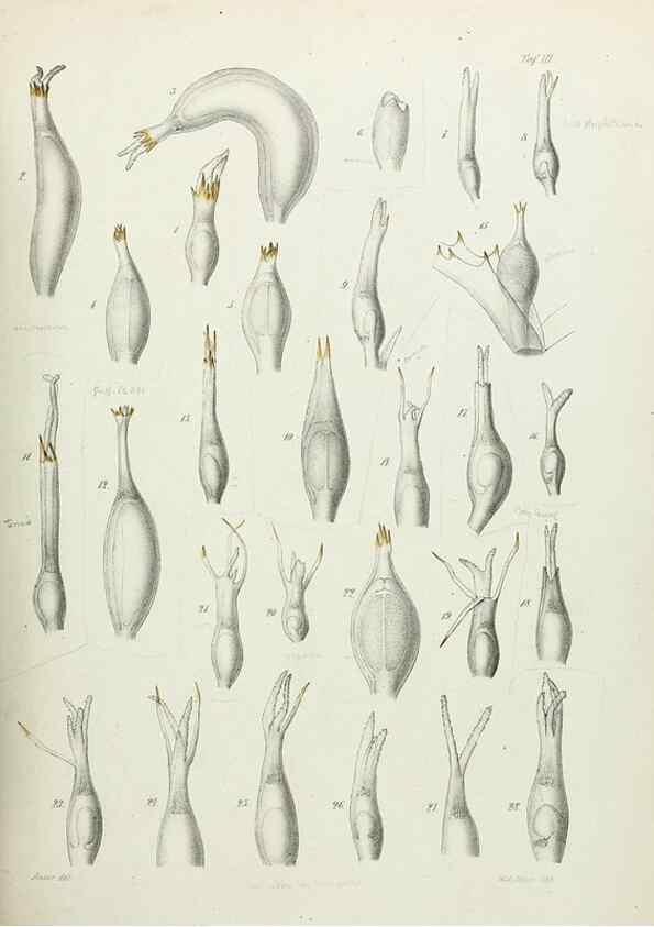 Reproducción/Reproduction 8391327023: Beiträge zur Kenntniss der Gattung Najas L.. Berlin,1870.