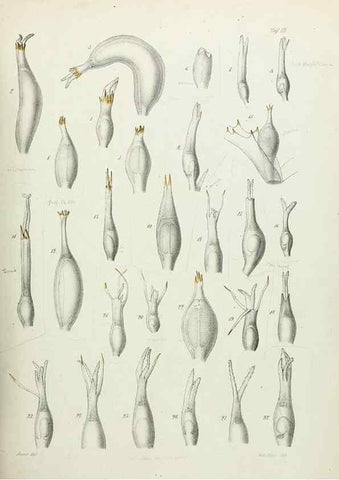 Reproducción/Reproduction 8391327023: Beiträge zur Kenntniss der Gattung Najas L.. Berlin,1870.