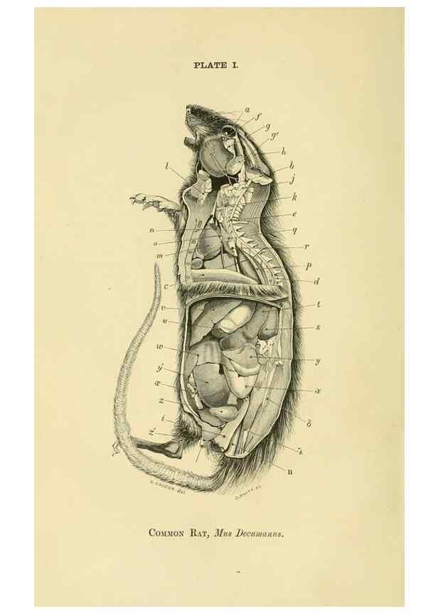 Reproducción/Reproduction 8391353127: Forms of animal life;. Oxford,Clarendon press,1870.