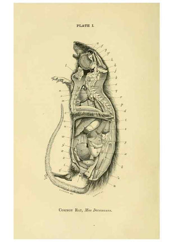 Reproducción/Reproduction 8391353127: Forms of animal life;. Oxford,Clarendon press,1870.