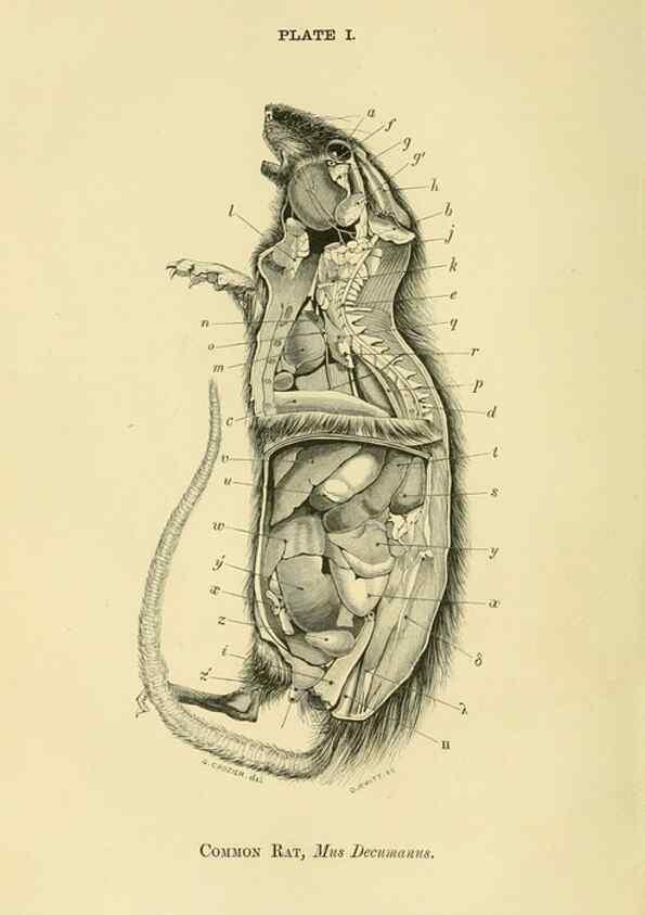 Reproducción/Reproduction 8391353127: Forms of animal life;. Oxford,Clarendon press,1870.