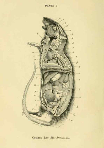 Reproducción/Reproduction 8391353127: Forms of animal life;. Oxford,Clarendon press,1870.