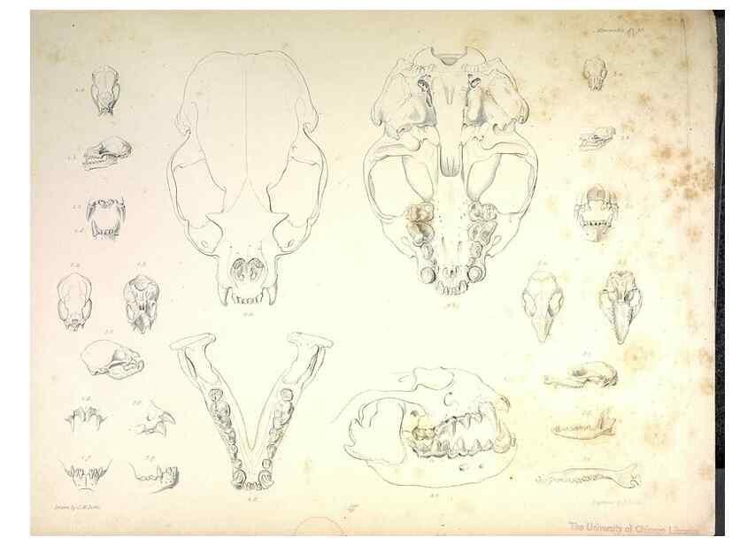 Reproducción/Reproduction 8387115784: The zoology of the voyage of H.M.S. Beagle .... London,Smith, Elder & Co.,1838-
