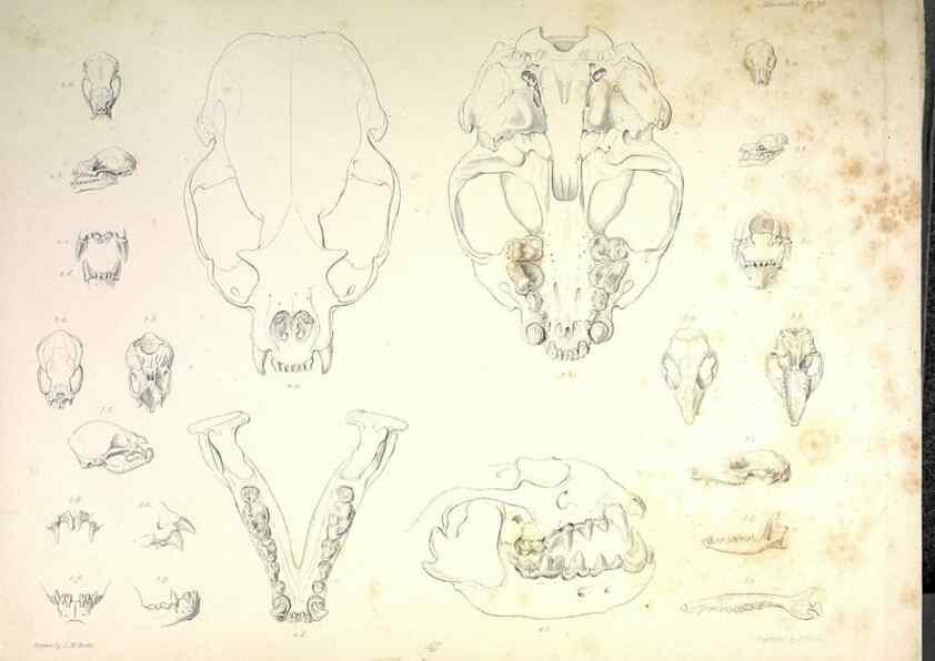 Reproducción/Reproduction 8387115784: The zoology of the voyage of H.M.S. Beagle .... London,Smith, Elder & Co.,1838-
