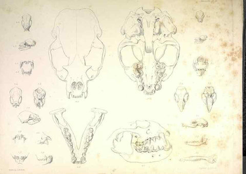 Reproducción/Reproduction 8387115784: The zoology of the voyage of H.M.S. Beagle .... London,Smith, Elder & Co.,1838-