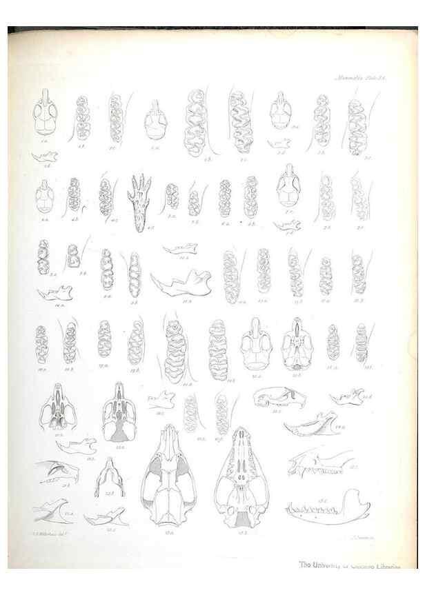Reproducción/Reproduction 8386029501: The zoology of the voyage of H.M.S. Beagle .... London,Smith, Elder & Co.,1838-
