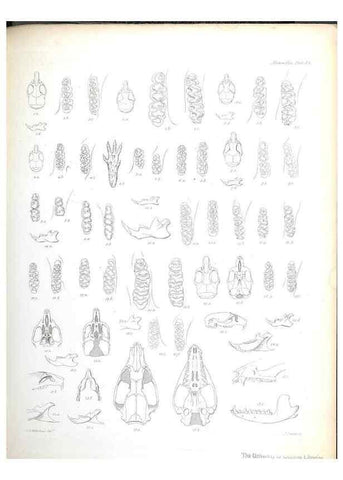 Reproducción/Reproduction 8386029501: The zoology of the voyage of H.M.S. Beagle .... London,Smith, Elder & Co.,1838-