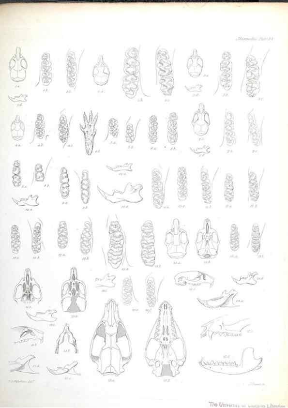 Reproducción/Reproduction 8386029501: The zoology of the voyage of H.M.S. Beagle .... London,Smith, Elder & Co.,1838-