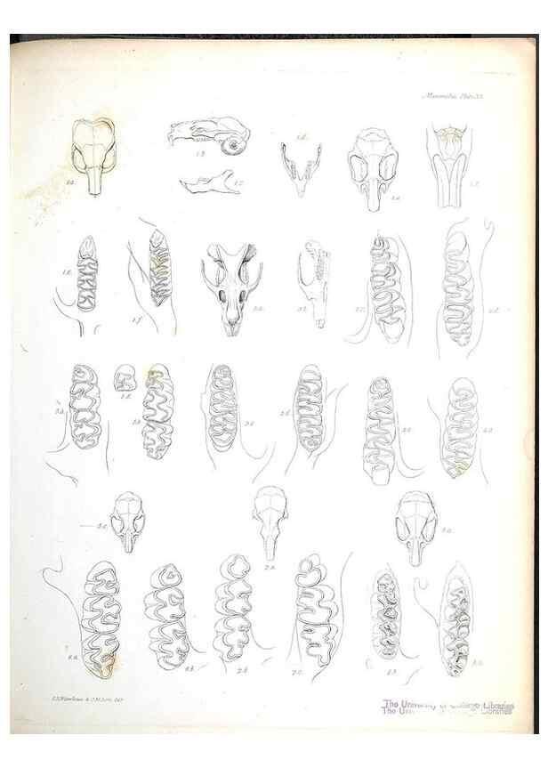 Reproducción/Reproduction 8386029029: The zoology of the voyage of H.M.S. Beagle .... London,Smith, Elder & Co.,1838-