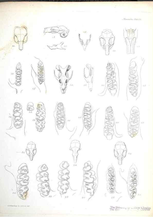 Reproducción/Reproduction 8386029029: The zoology of the voyage of H.M.S. Beagle .... London,Smith, Elder & Co.,1838-