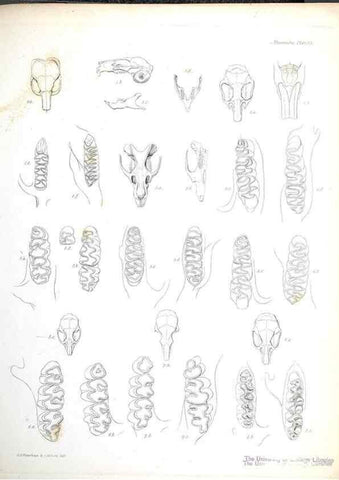 Reproducción/Reproduction 8386029029: The zoology of the voyage of H.M.S. Beagle .... London,Smith, Elder & Co.,1838-