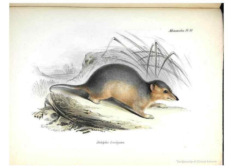 Reproducción/Reproduction 8387114594: The zoology of the voyage of H.M.S. Beagle .... London,Smith, Elder & Co.,1838-