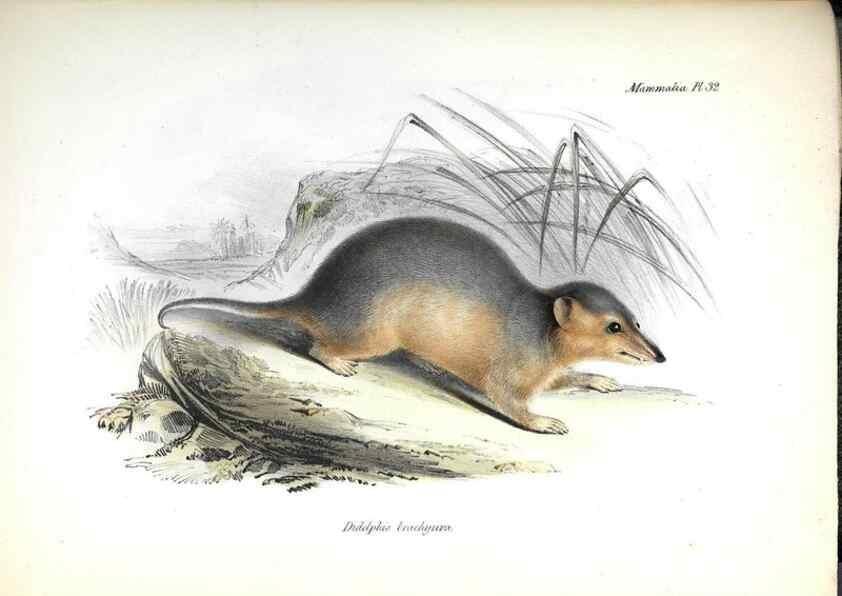 Reproducción/Reproduction 8387114594: The zoology of the voyage of H.M.S. Beagle .... London,Smith, Elder & Co.,1838-