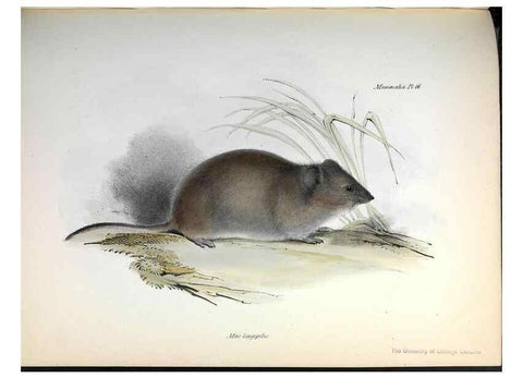 Reproducción/Reproduction 8387107658: The zoology of the voyage of H.M.S. Beagle .... London,Smith, Elder & Co.,1838-
