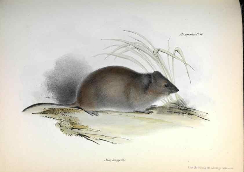 Reproducción/Reproduction 8387107658: The zoology of the voyage of H.M.S. Beagle .... London,Smith, Elder & Co.,1838-