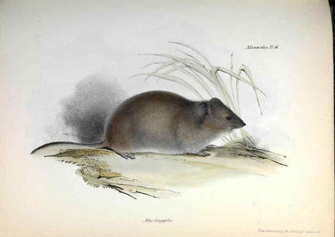 Reproducción/Reproduction 8387107658: The zoology of the voyage of H.M.S. Beagle .... London,Smith, Elder & Co.,1838-