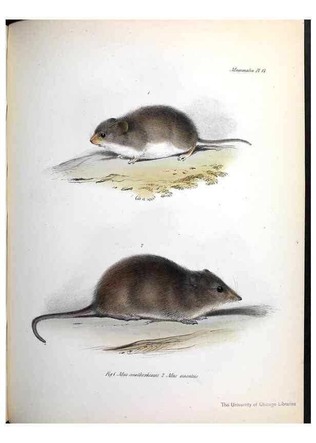 Reproducción/Reproduction 8386021961: The zoology of the voyage of H.M.S. Beagle .... London,Smith, Elder & Co.,1838-