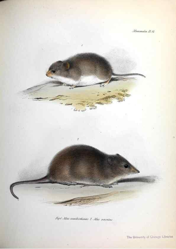 Reproducción/Reproduction 8386021961: The zoology of the voyage of H.M.S. Beagle .... London,Smith, Elder & Co.,1838-