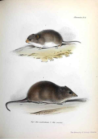 Reproducción/Reproduction 8386021961: The zoology of the voyage of H.M.S. Beagle .... London,Smith, Elder & Co.,1838-