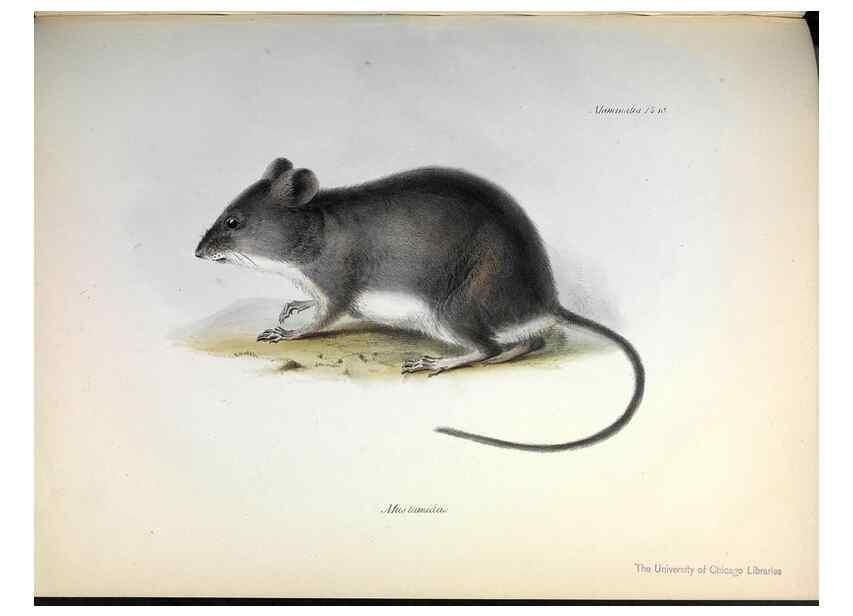 Reproducción/Reproduction 8386022315: The zoology of the voyage of H.M.S. Beagle .... London,Smith, Elder & Co.,1838-