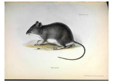 Reproducción/Reproduction 8386022315: The zoology of the voyage of H.M.S. Beagle .... London,Smith, Elder & Co.,1838-