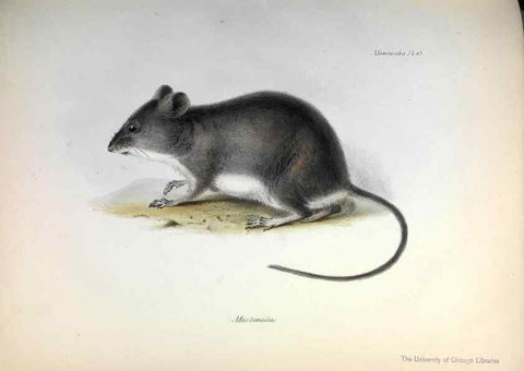 Reproducción/Reproduction 8386022315: The zoology of the voyage of H.M.S. Beagle .... London,Smith, Elder & Co.,1838-