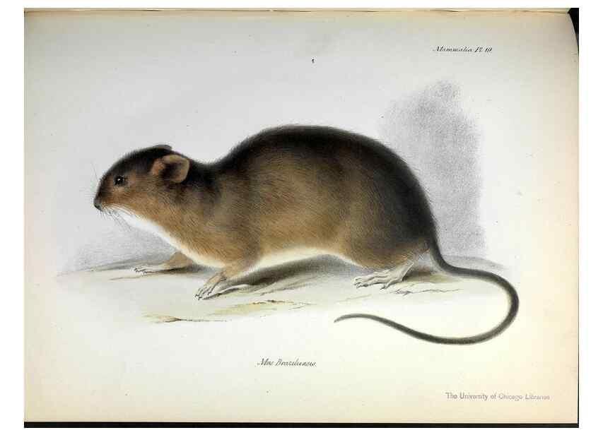 Reproducción/Reproduction 8387108882: The zoology of the voyage of H.M.S. Beagle .... London,Smith, Elder & Co.,1838-