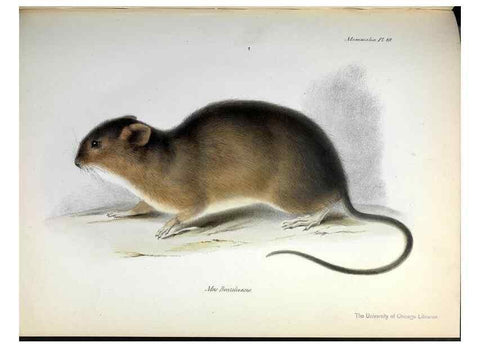 Reproducción/Reproduction 8387108882: The zoology of the voyage of H.M.S. Beagle .... London,Smith, Elder & Co.,1838-
