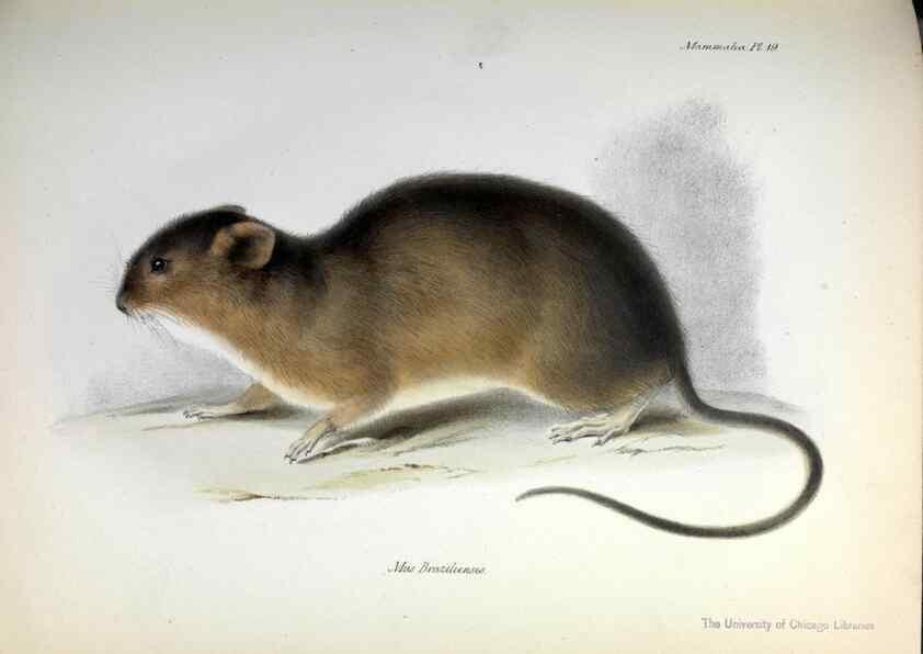 Reproducción/Reproduction 8387108882: The zoology of the voyage of H.M.S. Beagle .... London,Smith, Elder & Co.,1838-