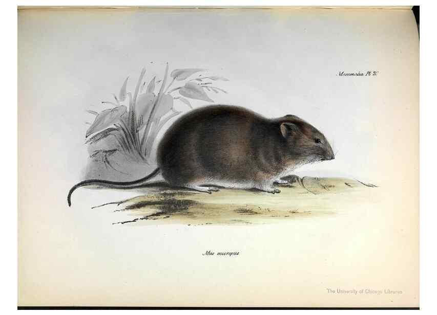 Reproducción/Reproduction 8387109220: The zoology of the voyage of H.M.S. Beagle .... London,Smith, Elder & Co.,1838-