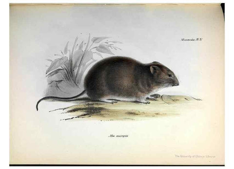 Reproducción/Reproduction 8387109220: The zoology of the voyage of H.M.S. Beagle .... London,Smith, Elder & Co.,1838-