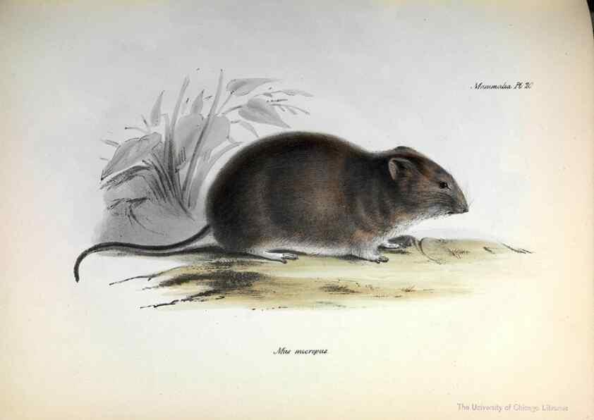 Reproducción/Reproduction 8387109220: The zoology of the voyage of H.M.S. Beagle .... London,Smith, Elder & Co.,1838-