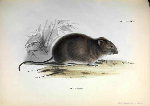 Reproducción/Reproduction 8387109220: The zoology of the voyage of H.M.S. Beagle .... London,Smith, Elder & Co.,1838-