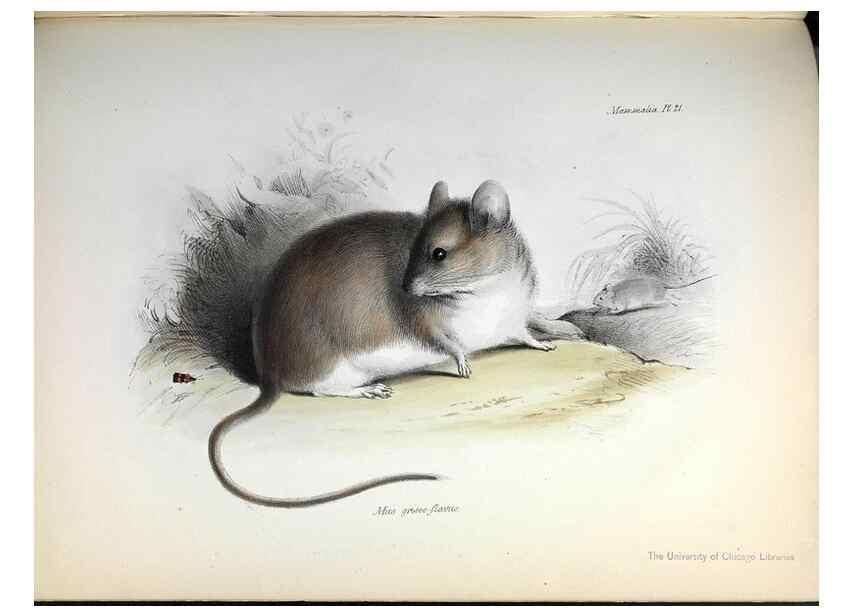 Reproducción/Reproduction 8386023683: The zoology of the voyage of H.M.S. Beagle .... London,Smith, Elder & Co.,1838-